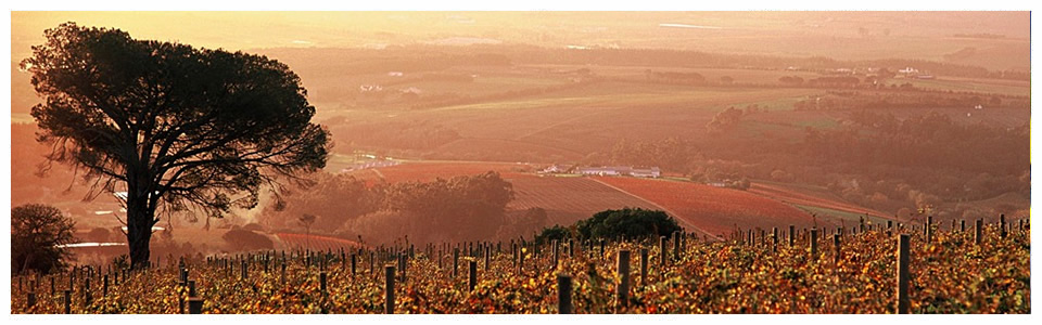 Stellenbosch Day Tours - Full Day and Half Day Tours of Stellenbosch