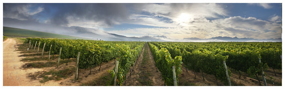 Stellenbosch Wine Tours - Full Day and Half Day Wine Tours of Stellenbosch