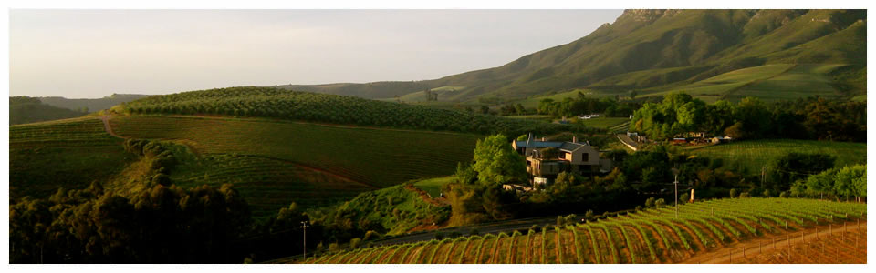 Stellenbosch Wine Tours - Full Day and Half Day Wine Tours of Stellenbosch