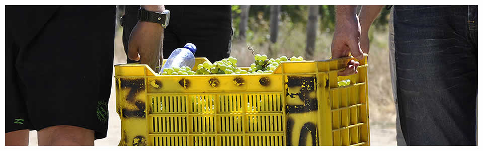 Chauffeur Drive Wine Tour