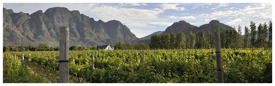 Full Day Wine Tour Stellenbosch